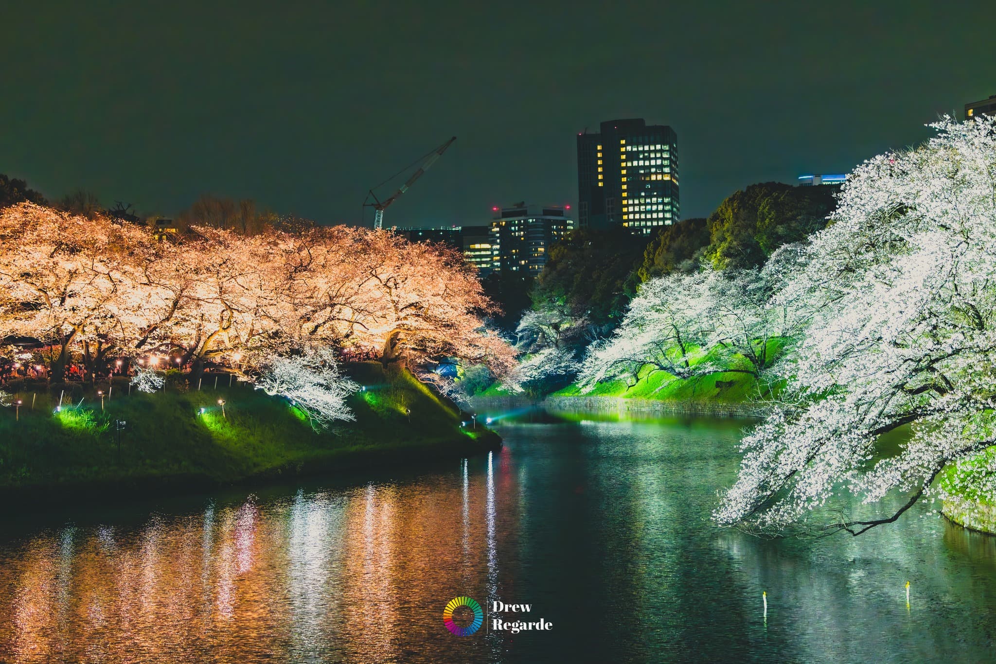 Cherry blossoms at night in Tokyo, photographed by Drew